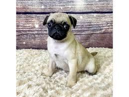 Vendo cuccioli di carlino fulvo